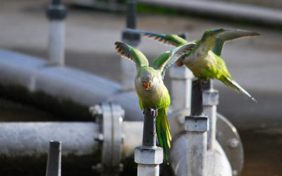 An ecological disaster of parakeets