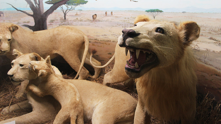 Self Portrait at Touchstone Wildlife Museum